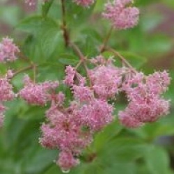 Ceanothus Marie Rose