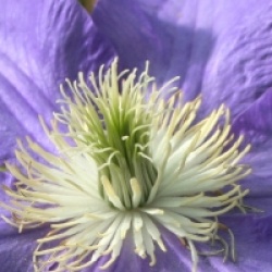 Clematis 'Lasursten' - Cl�matite Lasursten