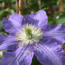 Clematis 'Lasursten'