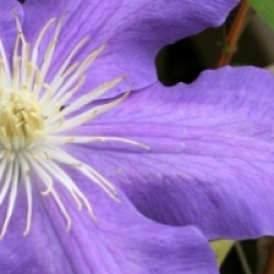 Clematis 'Lasursten'