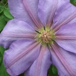Clematis 'Lawsoniana' - Cl�matite Lawsoniana