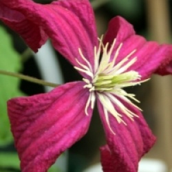 Clematis 'Mme Julia Correvon'
