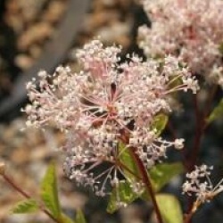 Ceanothus Marie Rose