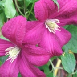 Clematis 'Mme Julia Correvon'