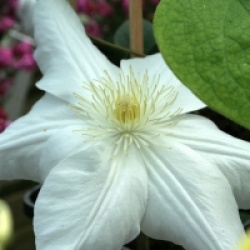 Clematis 'Madame Lecoultre' - Cl�matite Madame Lecoultre