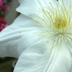 Clematis 'Madame Lecoultre'