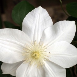 Clematis 'Madame Lecoultre'