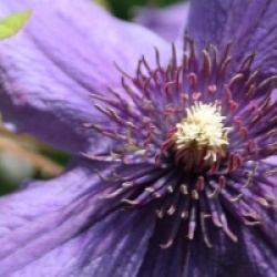 Clematis 'Mon Amour' �