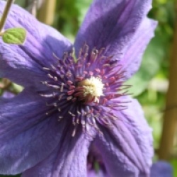 Clematis 'Mon Amour' �