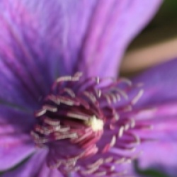 Clematis 'Mon Amour' �