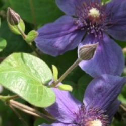 Clematis 'Mon Amour' �