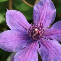 Clematis 'Mon Amour' �