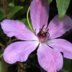 Clematis 'Natascha'  - Cl�matite Natascha