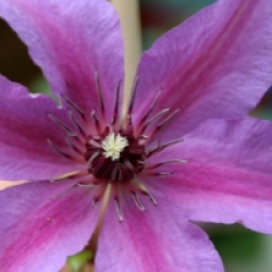 Clematis 'Natascha' 