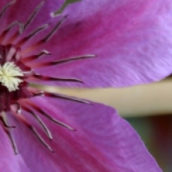 Clematis 'Natascha' 