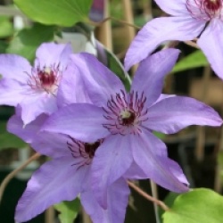 Clematis 'Natascha' 