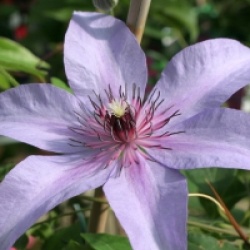 Clematis 'Natascha' 