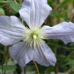Clematis 'Prince Charles' - Cl�matite Prince Charles