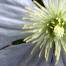 Clematis 'Prince Charles'
