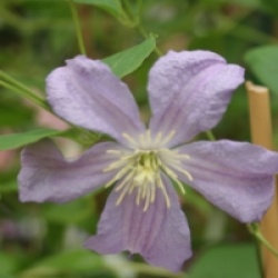 Clematis 'Prince Charles'