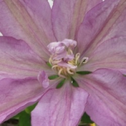 Clematis 'Proteus'