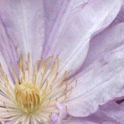 Clematis 'Proteus'
