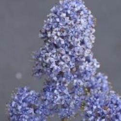 Ceanothus prostratus - C�anothe prostratus