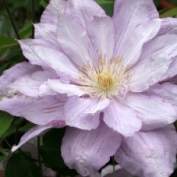 Clematis 'Proteus' - Cl�matite Proteus