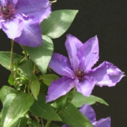 Clematis 'The President' - Cl�matite The President