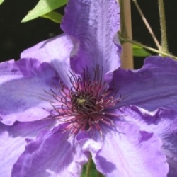 Clematis 'The President'