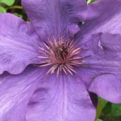 Clematis 'The President'