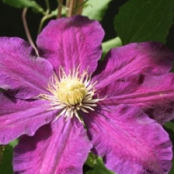 Clematis 'The Vagabond' - Cl�matite The Vagabond