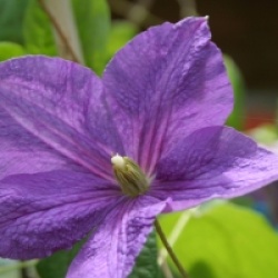 Clematis 'Victoria' - Cl�matite Victoria