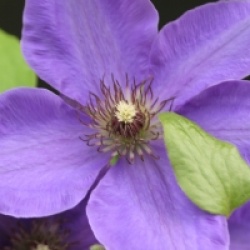 Clematis 'Xerxes'