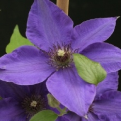Clematis 'Xerxes'