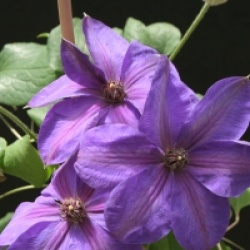 Clematis 'Xerxes'