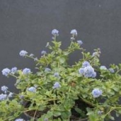 Ceanothus prostratus