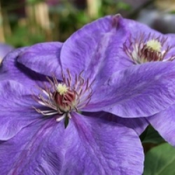 Clematis 'Xerxes'