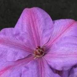 Clematis 'Xerxes'