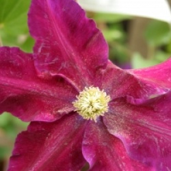 Clematis 'Varenne'