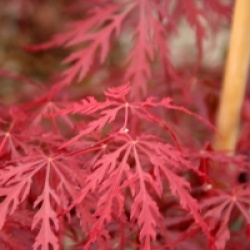 �rable du Japon Firecracker