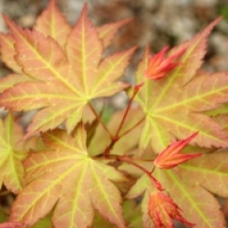 Acer palmatum 'Momoiro koya san' - �rable du Japon Momoiro koya san