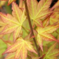 Acer palmatum 'Momoiro koya san'