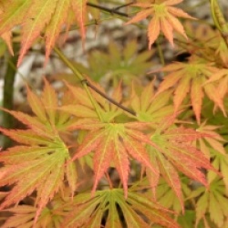 Acer palmatum 'Omurayama' - Acer palmatum 'Omurayama'