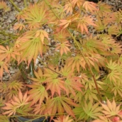 Acer palmatum 'Omurayama'