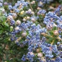 Ceanothus 'Puget Blue' - C�anothe Puget Blue