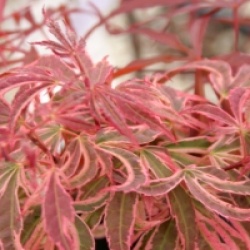 Acer palmatum 'Pink Passion'