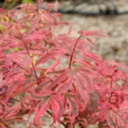 Acer palmatum 'Pink Passion'