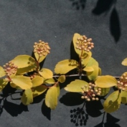 Spiraea x vanhouttei 'Gold Fountain'