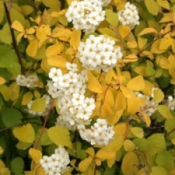 Spiraea x vanhouttei 'Gold Fountain'